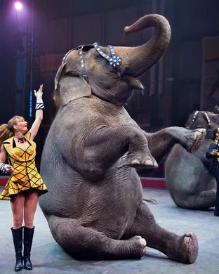 Ringling Bros. and Barnum & Bailey Circus Des Moines